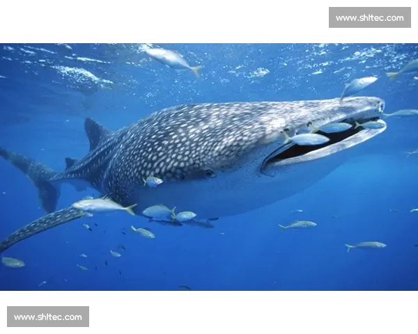 深海王者白鲨激烈对决掀起海洋争霸赛惊涛骇浪时刻全球观众热血沸